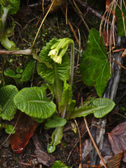 Primula elatior