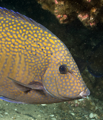 Prionurus maculatus