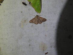 Myrioblephara macariata