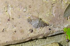 Myrioblephara macariata