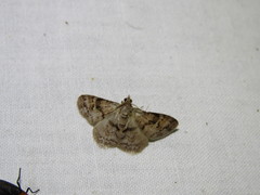 Myrioblephara macariata