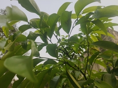 Artabotrys hexapetalus