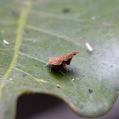 Choreutis achyrodes