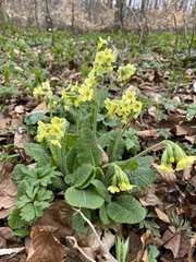 Primula elatior elatior