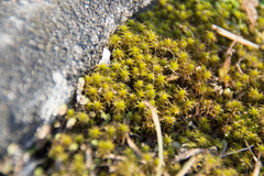 Syntrichia ruraliformis