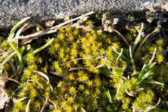 Syntrichia ruraliformis