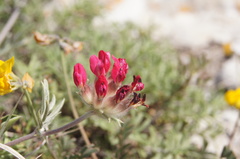 Anthyllis vulneraria rubriflora