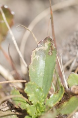 Stigmella ogygia