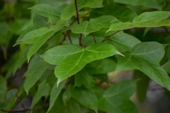 Liquidambar formosana