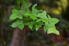 Liquidambar formosana