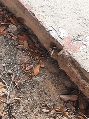 Delta pyriforme circinale