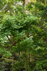 Liquidambar formosana
