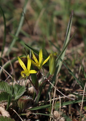 Gagea pusilla