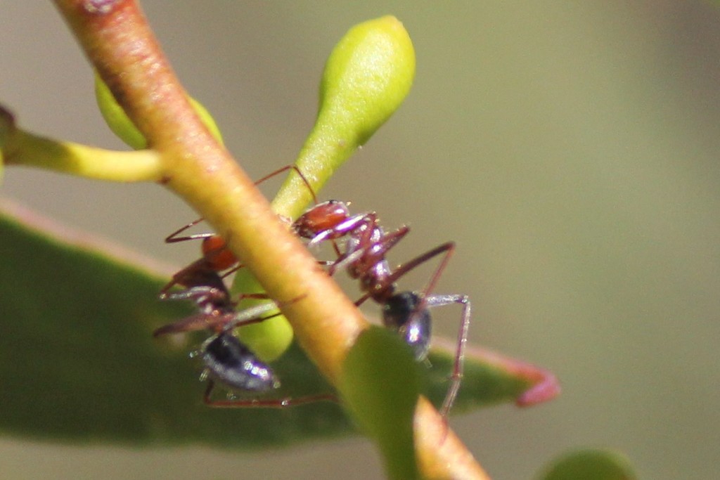 Meat Ant from Salisbury - South-East, South Australia, Australia on ...