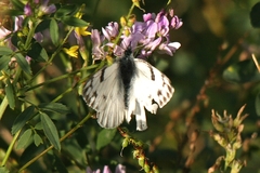 Pontia occidentalis