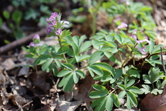 Corydalis pumila