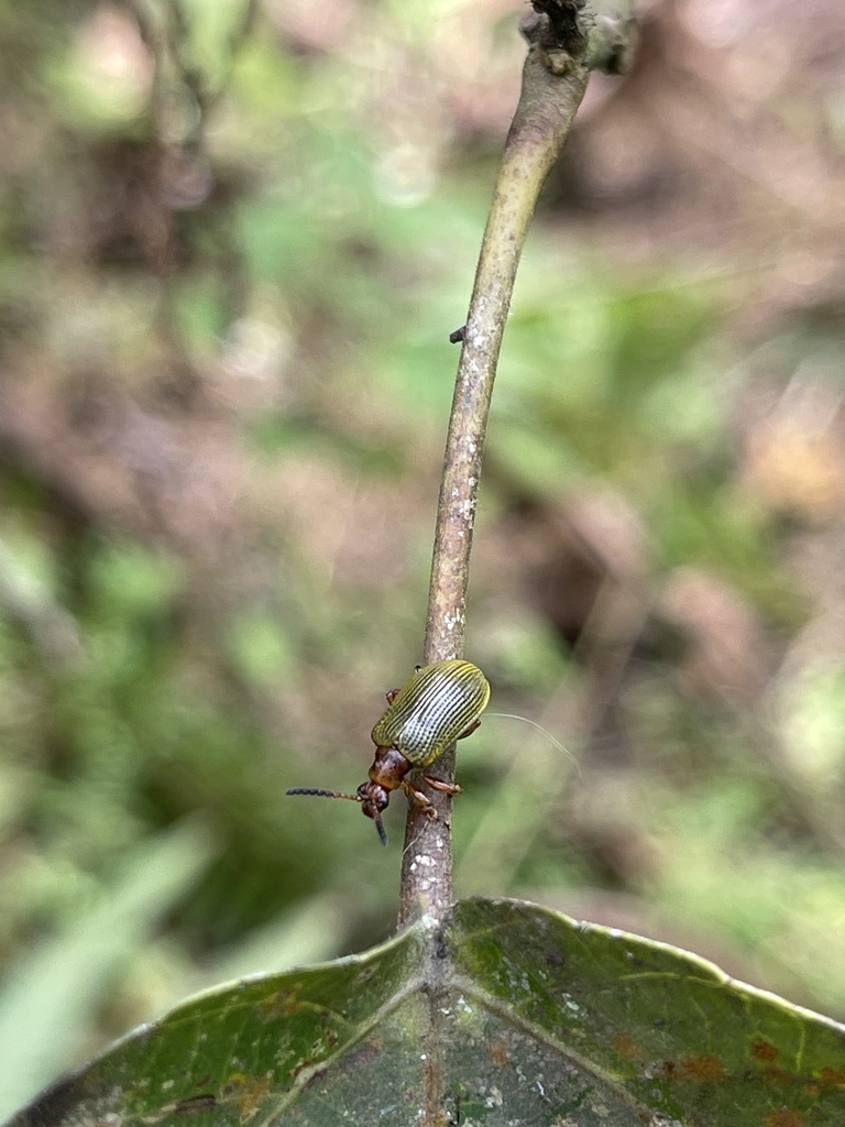 Lilioceris latipennis