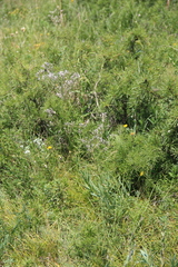 Gypsophila acutifolia