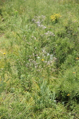 Gypsophila acutifolia