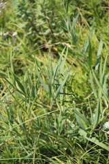 Gypsophila acutifolia