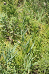 Gypsophila acutifolia