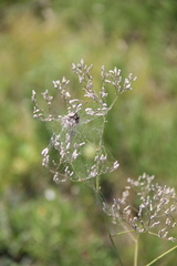 Gypsophila acutifolia