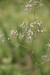 Gypsophila acutifolia