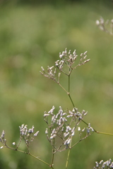 Gypsophila acutifolia