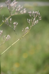 Gypsophila acutifolia