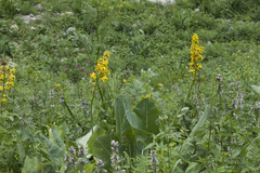 Ligularia heterophylla