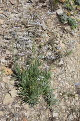 Gypsophila acutifolia