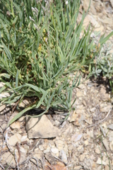 Gypsophila acutifolia