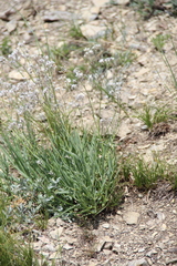 Gypsophila acutifolia