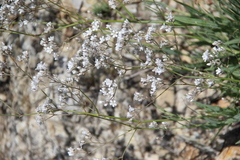 Gypsophila acutifolia