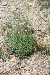 Gypsophila acutifolia