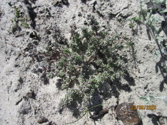 Microcodon glomeratus