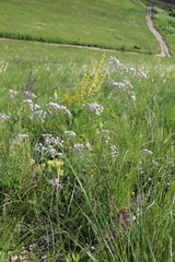 Gypsophila acutifolia
