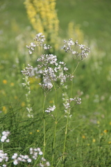 Gypsophila acutifolia