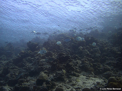 Trachinotus blochii