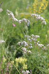 Gypsophila acutifolia