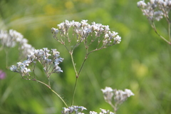 Gypsophila acutifolia