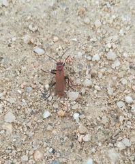 Cantharis coronata