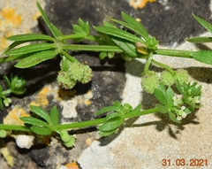 Galium verrucosum