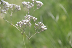 Gypsophila acutifolia
