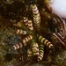 Champia parvula - Photo (c) dlbowls, alguns direitos reservados (CC BY-NC), uploaded by dlbowls