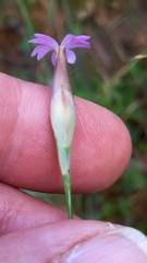 Petrorhagia nanteuilii