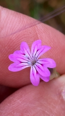 Petrorhagia nanteuilii