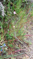 Petrorhagia nanteuilii