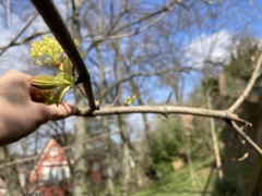 Acer platanoides