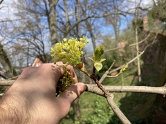 Acer platanoides